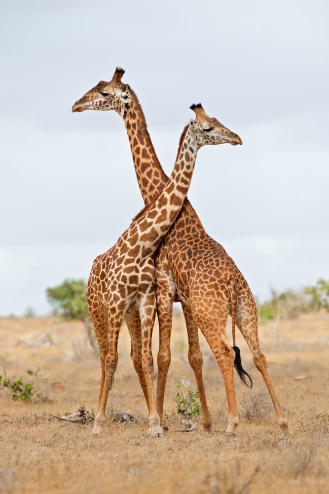Two Giraffes Embrace by Marco Pozzi — canvas wall art
