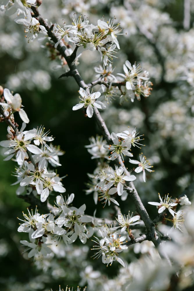 White Spring Flowers by Rosana Laiz Blursbyai — canvas wall art