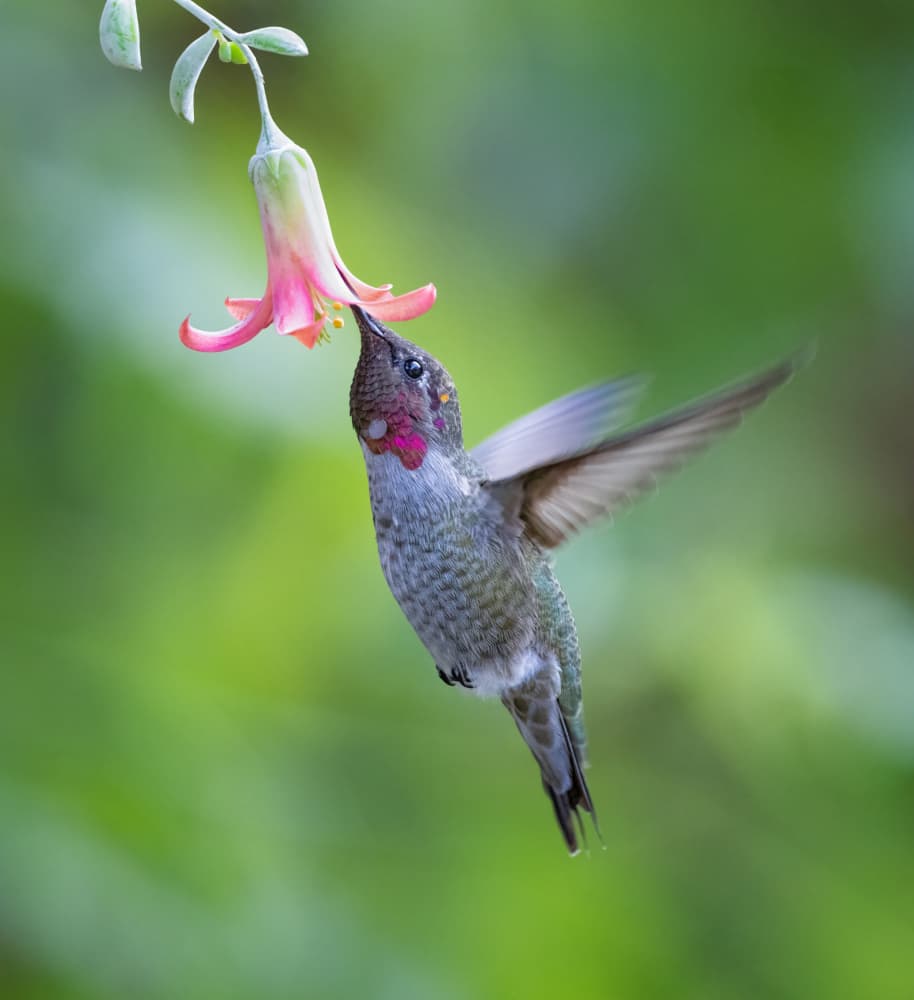 Hummingbird Nectar Feast by Xiaojian Huang — canvas wall art