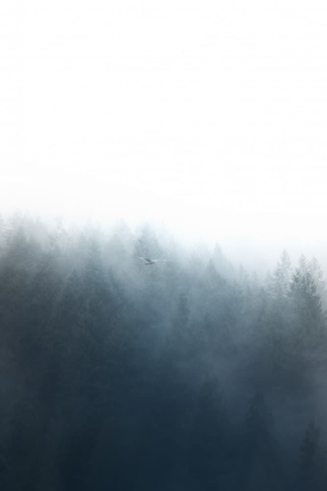 Misty Forest Flight by Lynann Colligan — canvas wall art
