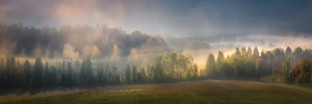 Golden Forest Mist by Jianping Yang — canvas wall art
