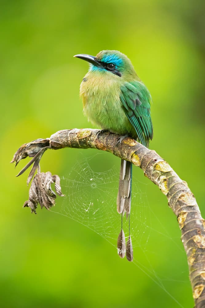 Tropical Green Motmot by Milan Zygmunt — canvas wall art