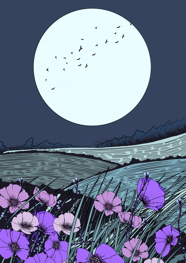Moonlit Poppy Field by Nicholas — canvas wall art