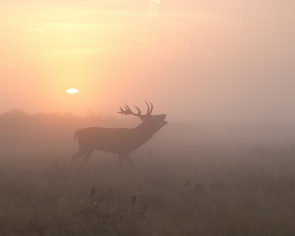Stag in Golden Mist by Greg Morgan — canvas wall art