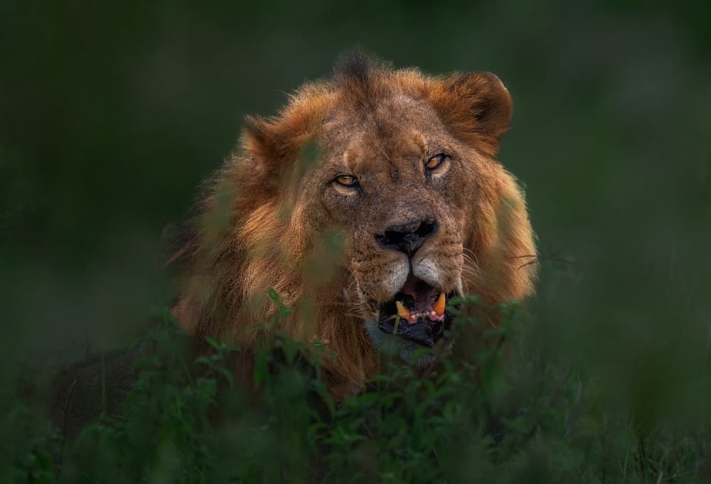 Intense Lion Gaze by Allen SDCA — canvas wall art
