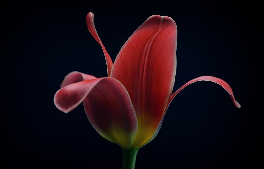 Vibrant Red Tulip by Lotte Grønkjær — canvas wall art