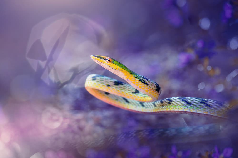 Vibrant Green Snake by Andri Priyadi — canvas wall art