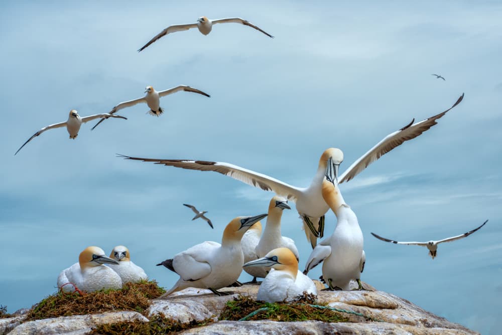 Gannet Colony Life by Emilio Pino — canvas wall art
