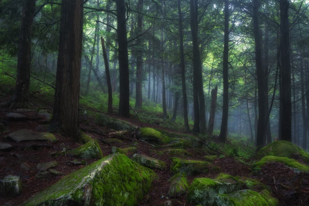 Misty Forest Path by Junbo Liang — canvas wall art