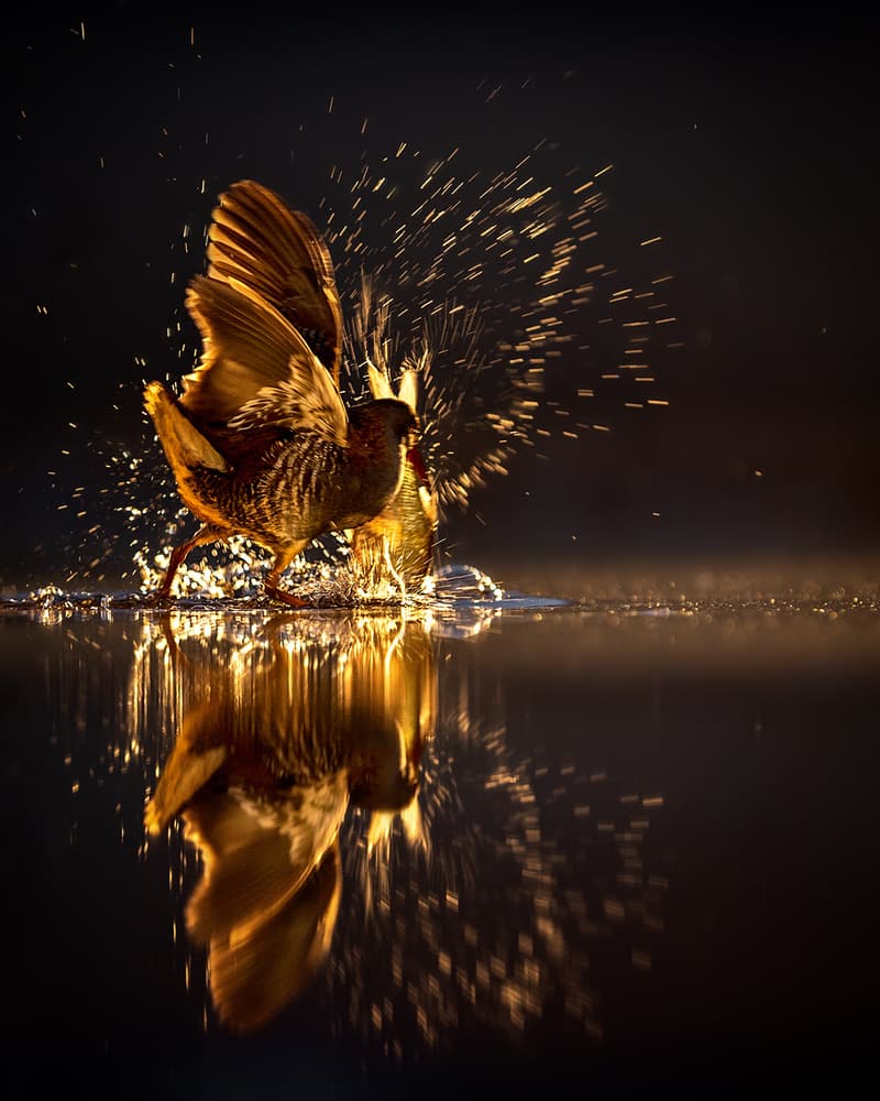Golden Splash Bird by Annie Poreider — canvas wall art