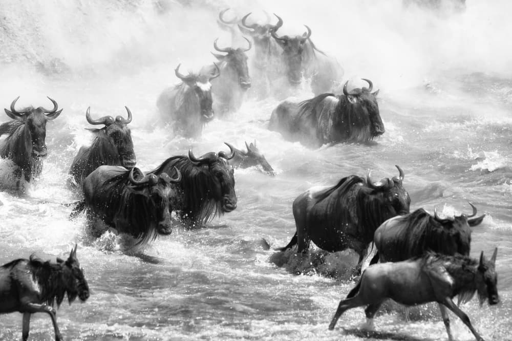 Wildebeest River Crossing by Mohammed Alnaser — canvas wall art