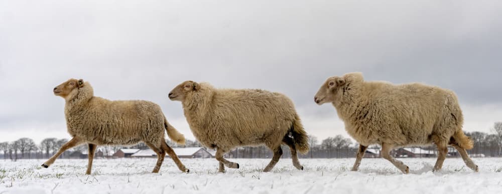 Walking Sheep in Snow by Gert van den Bosch — canvas wall art