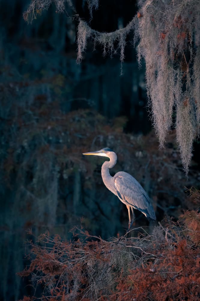Southern Heron Serenity by Vicki Lai — canvas wall art
