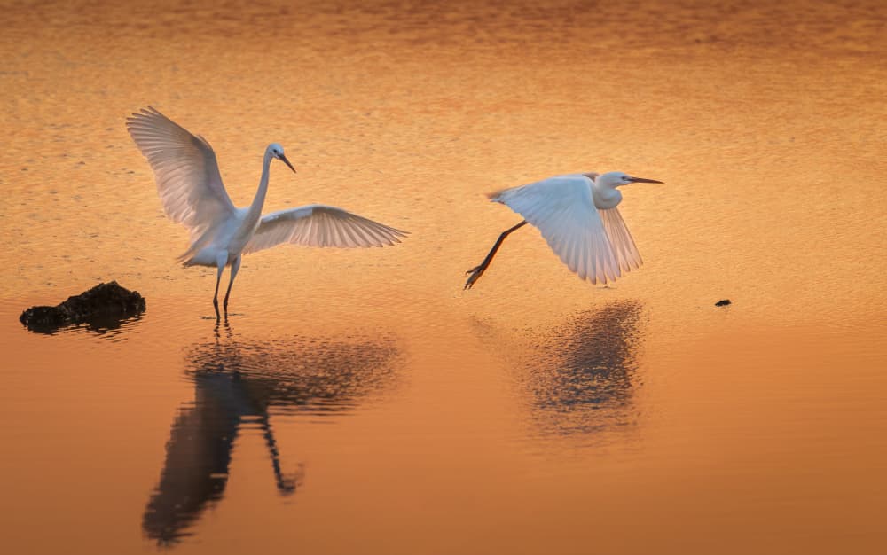 Golden Hour Egrets by Li Jian — canvas wall art