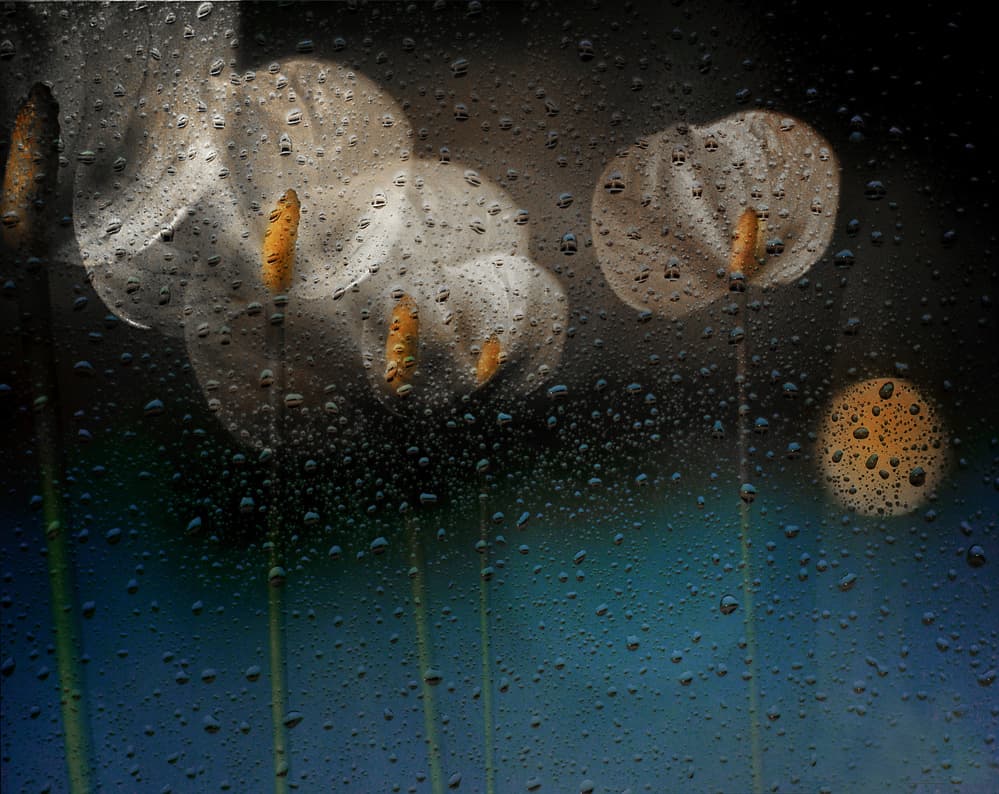 Rainy Calla Lilies by Elena Arjona — canvas wall art