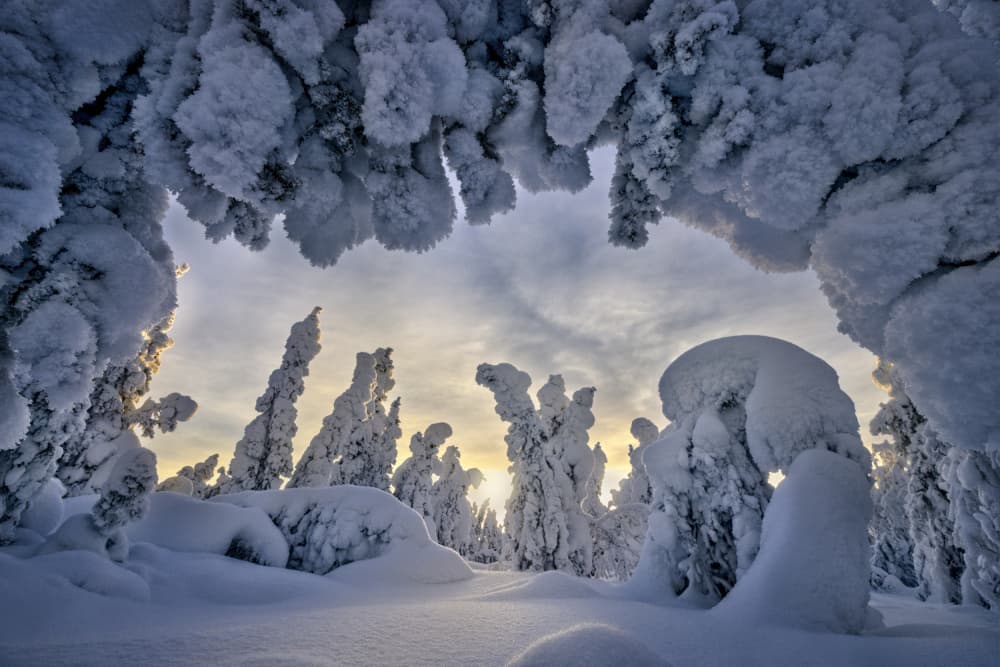 Winter Wonderland Forest by Raimondo Restelli — canvas wall art