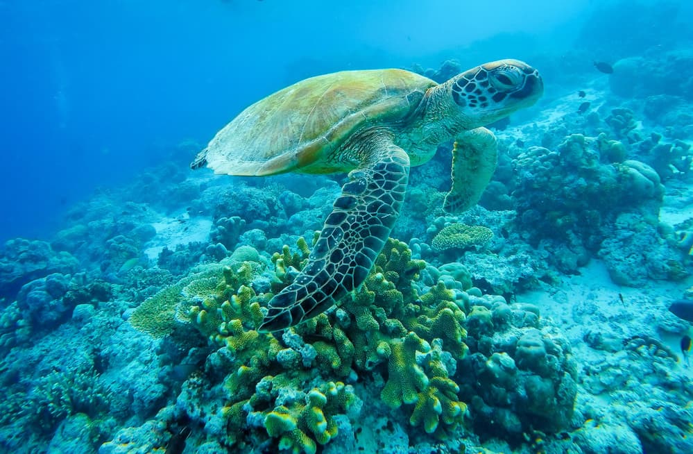 Green Sea Turtle Reef by Yumian Deng — canvas wall art