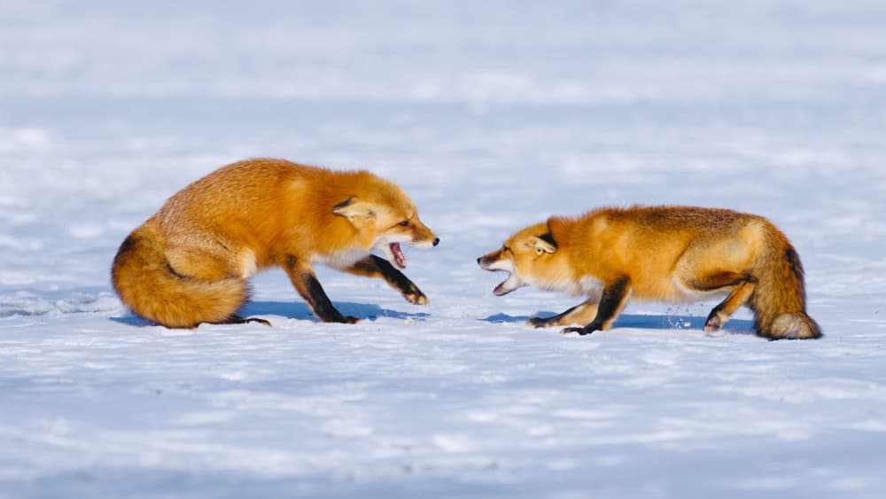 Wild Winter Fox Encounter by Gavin Lam — canvas wall art