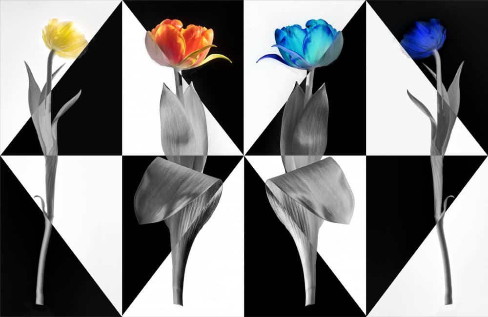 Bold Geometric Tulips by Stephan Rückert — canvas wall art