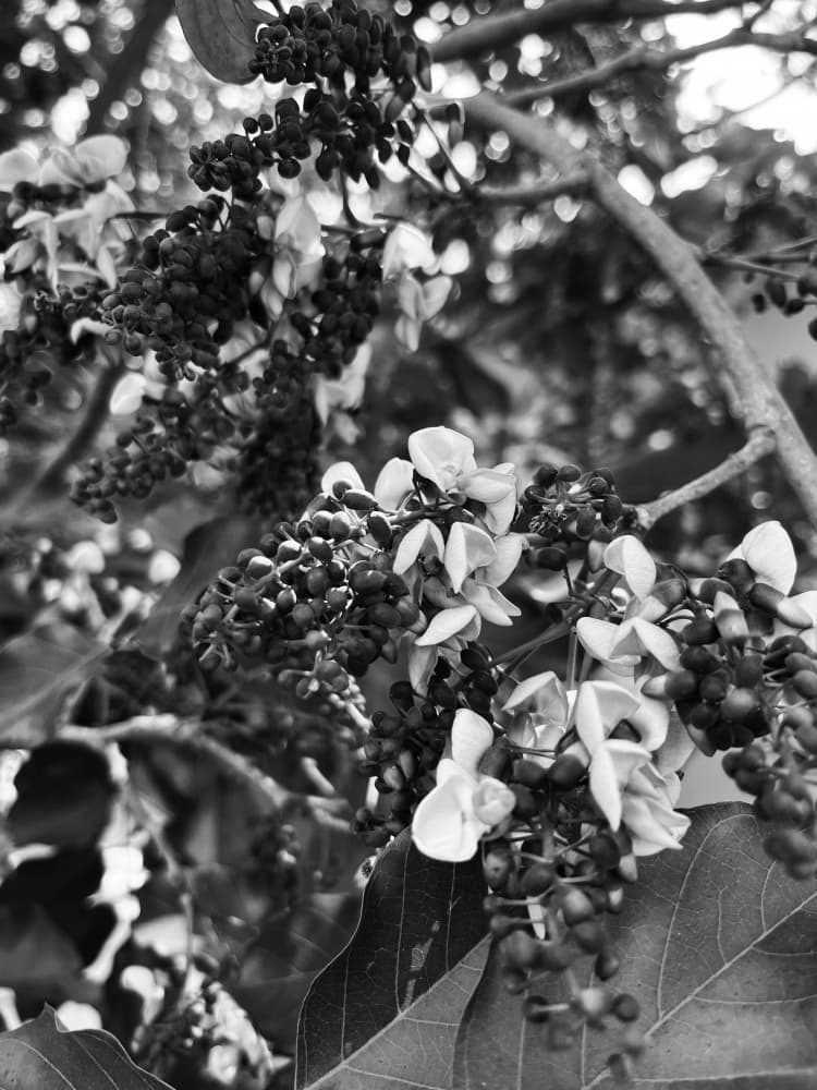 Delicate Blooms Monochrome by Santhosh ch — canvas wall art