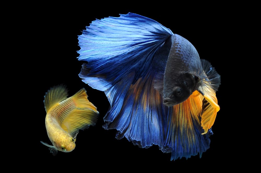 Blue Yellow Bettas by Andri Priyadi — canvas wall art