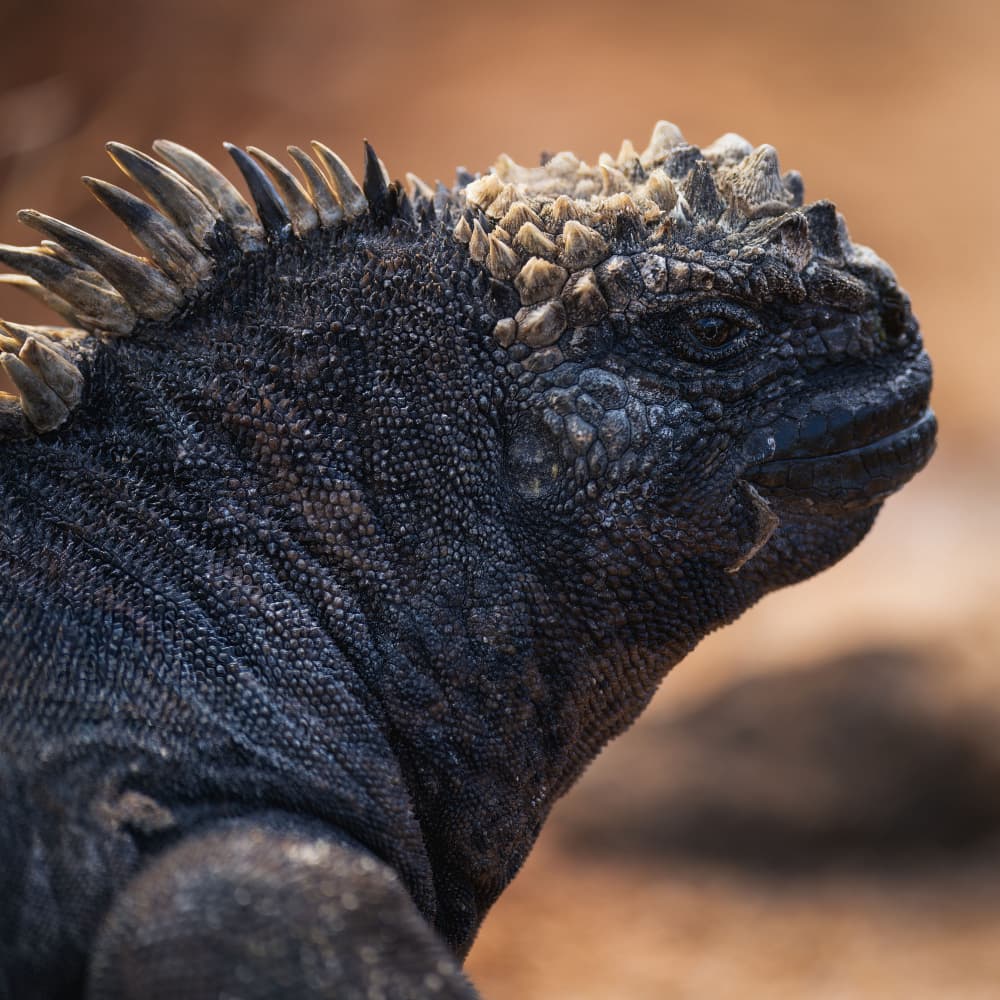 Marine Iguana Profile by Junhao Wang — canvas wall art