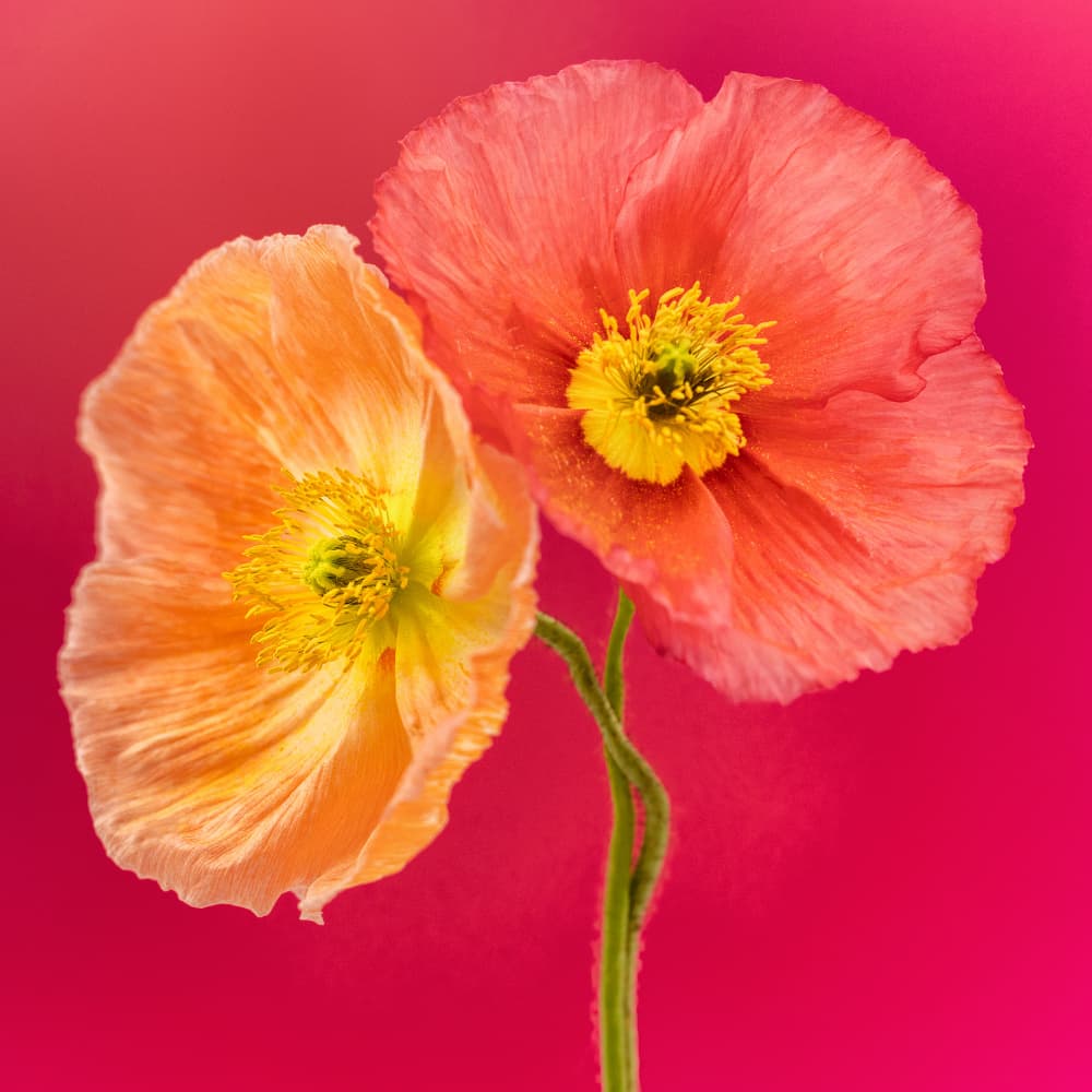 Orange Pink Poppies by Cheryl Eagers — canvas wall art