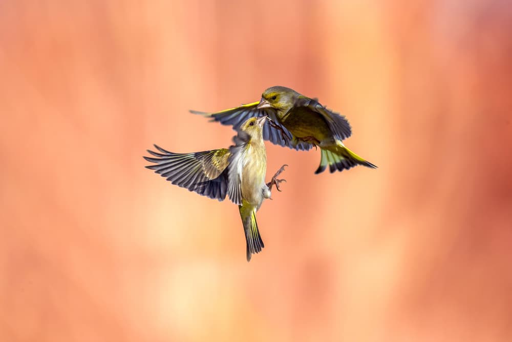 Greenfinches In Flight by Marco Redaelli — canvas wall art