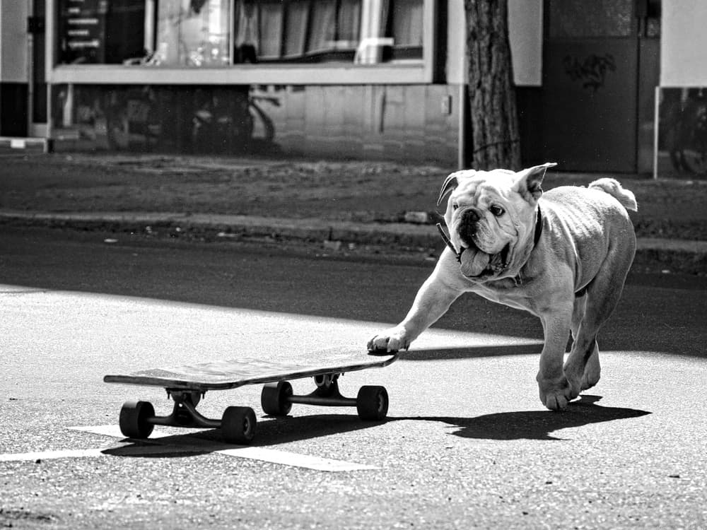 Skateboarding Bulldog