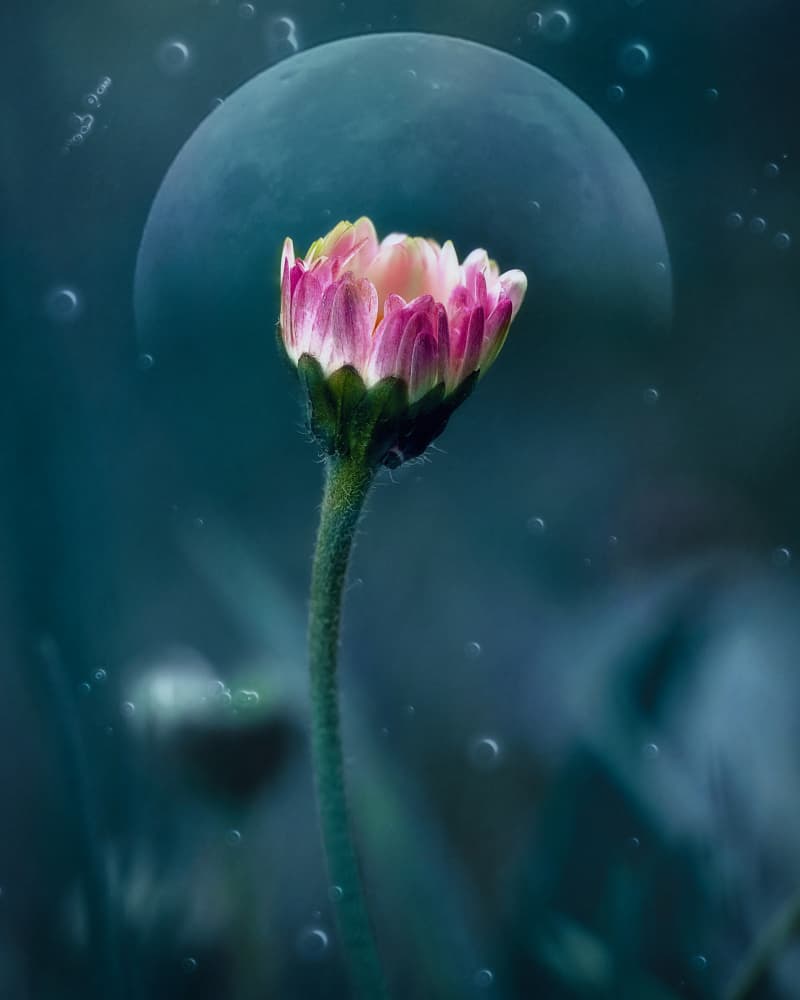 Moonlit Bloom by Nicolae  Stefanel Rusu — canvas wall art