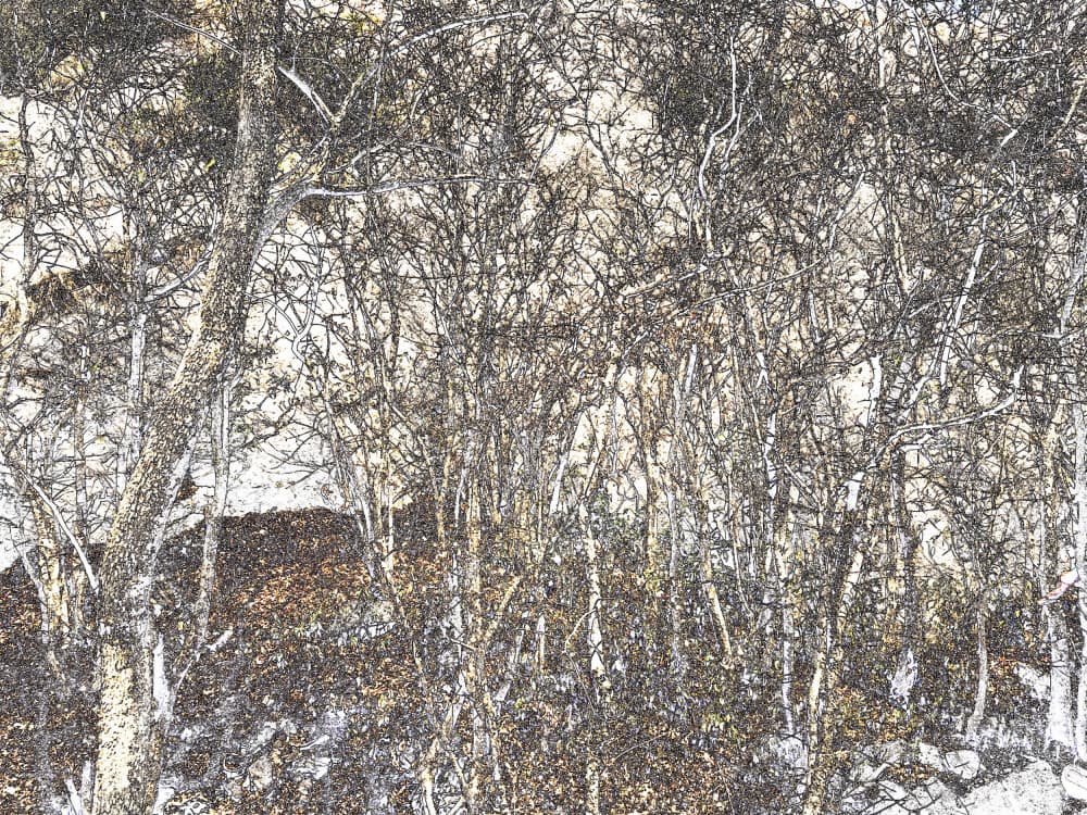Tangled Winter Forest by Santhosh ch — canvas wall art