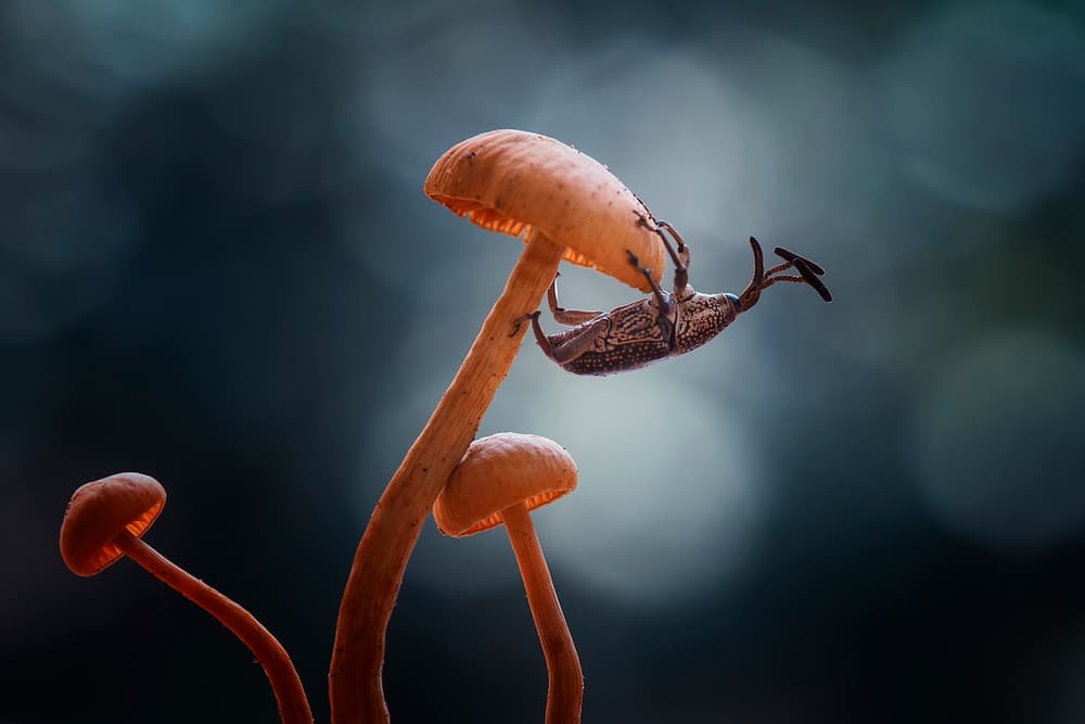 Weevil On Mushroom by Abdul Gapur Dayak — canvas wall art