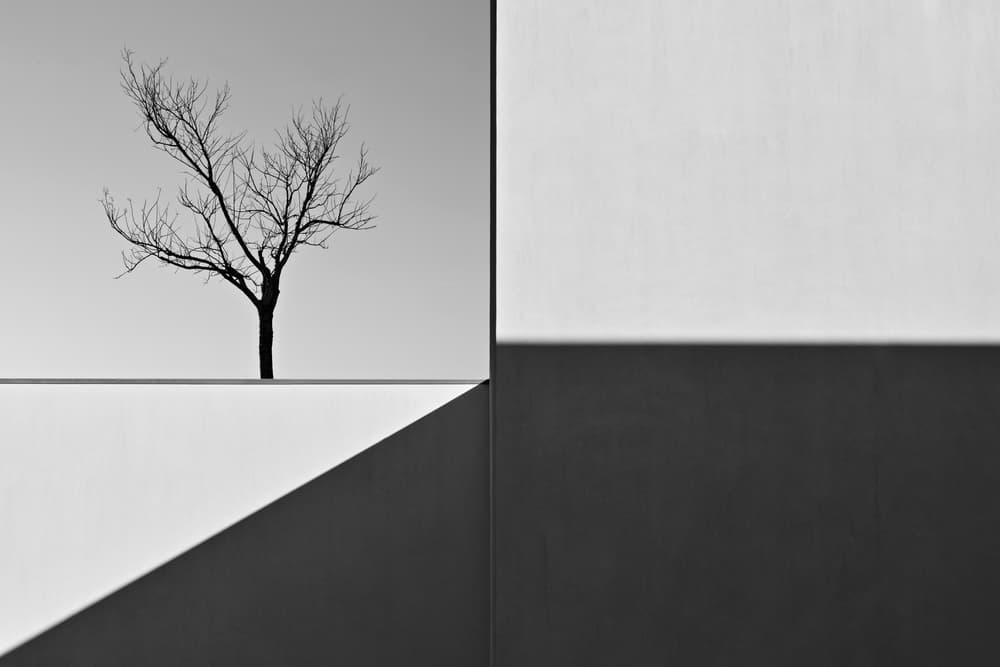 Stark Tree Forms by Florentinus Joseph — canvas wall art