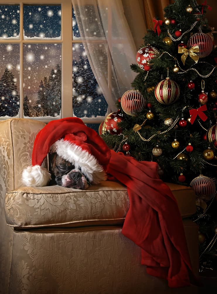 Sleeping Christmas Puppy by DDiArte — canvas wall art