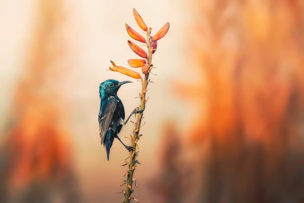 Vibrant Sunbird Bloom by Sina Pezeshki — canvas wall art