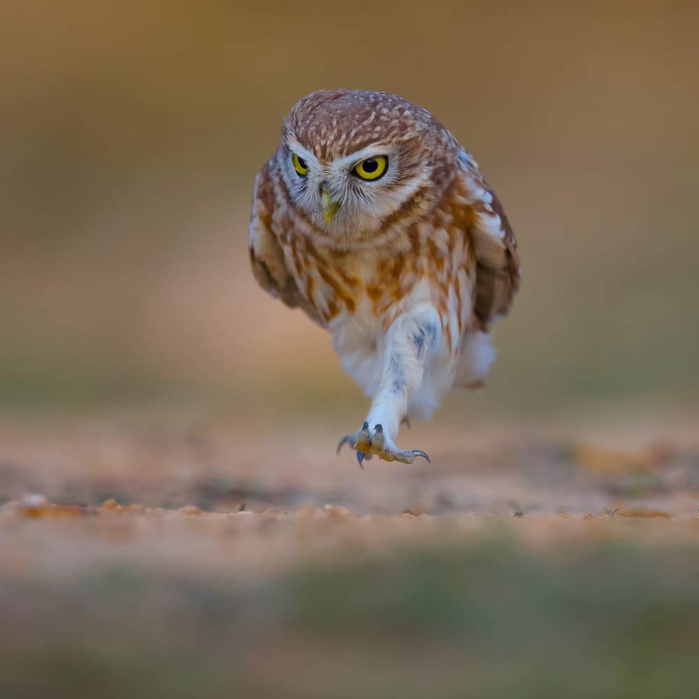 Intense Owl Stride by David Manusevich — canvas wall art