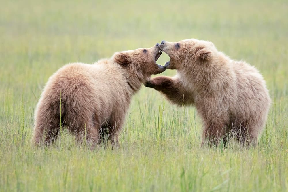 Grizzly Bears Roaring by Linda D Lester — canvas wall art