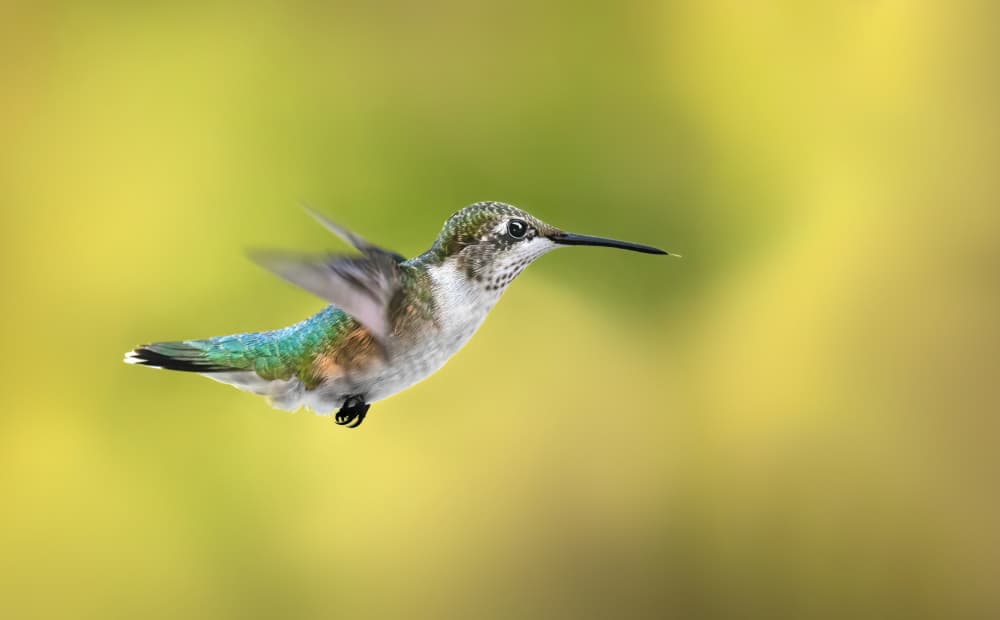 Hummingbird In Flight by Atul Saluja — canvas wall art