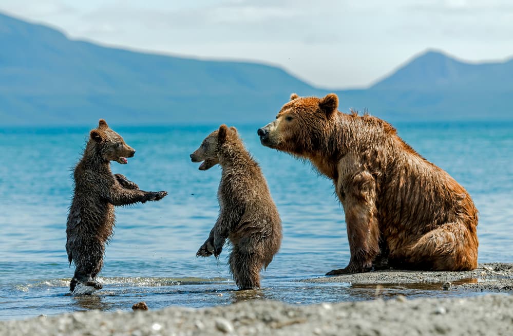 Wild Bear Family by Giuseppe DAmico — canvas wall art