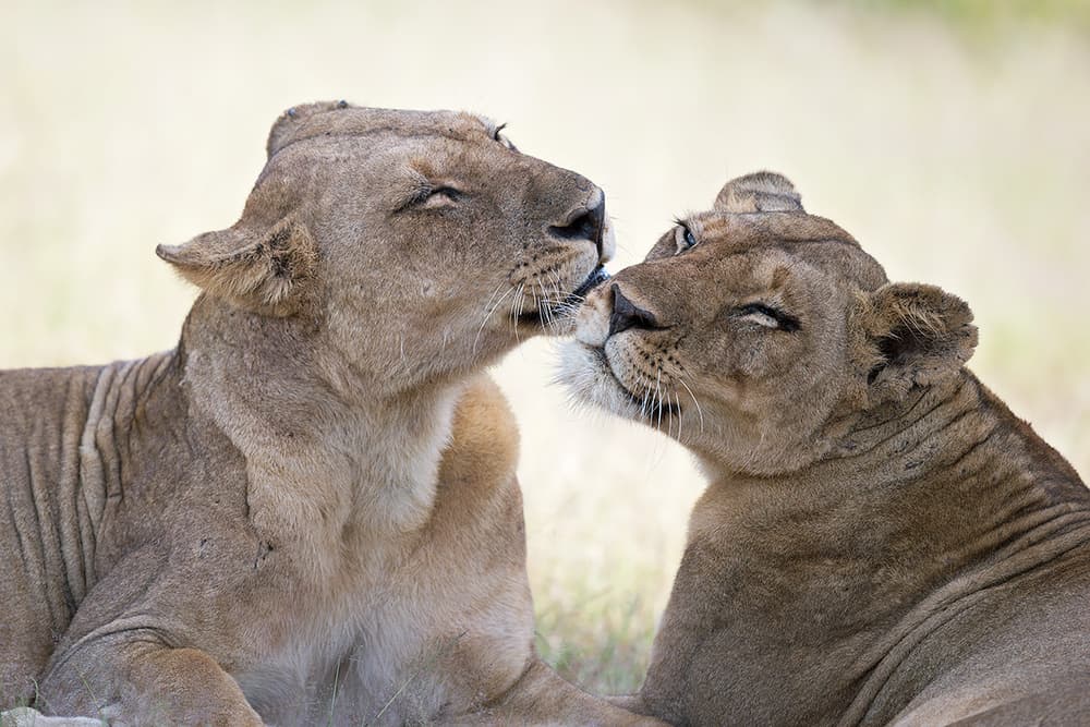 Loving Lionesses by Marco Pozzi — canvas wall art