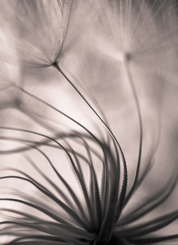 Delicate Dandelion Seeds by Keren Or — canvas wall art