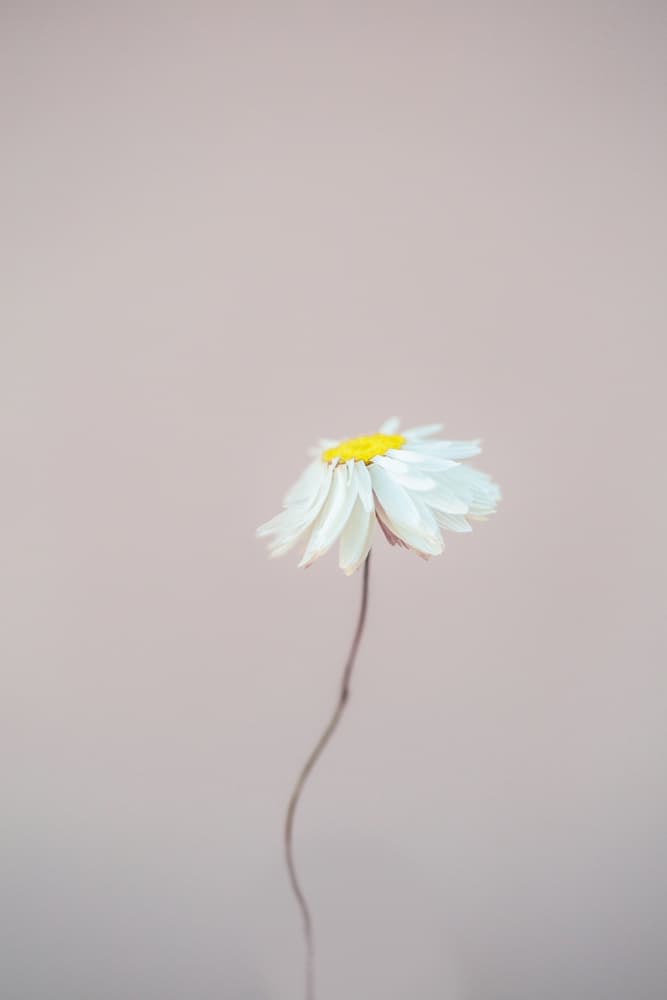 Fragile 1 by Mareike Böhmer — canvas wall art