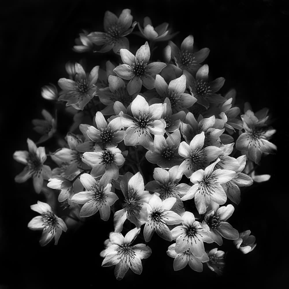 Graceful Floral Cluster by Yvette Depaepe — canvas wall art