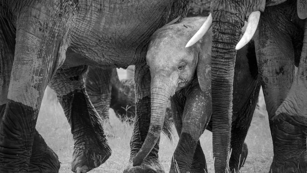 Protected Baby Elephant by John Fan — canvas wall art