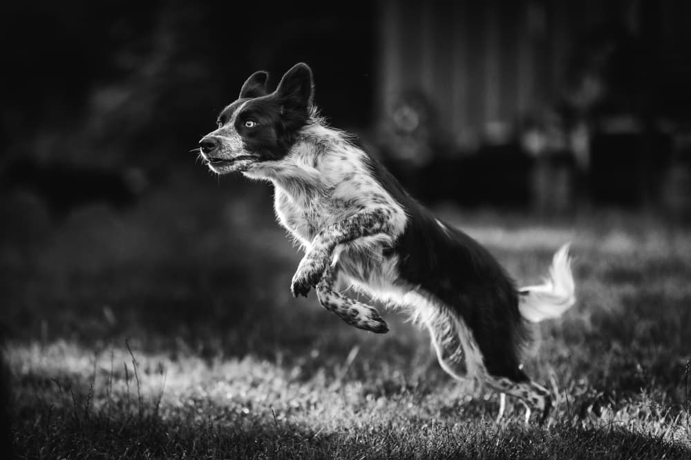 Dynamic Dog Leap by Pali Gerec — canvas wall art