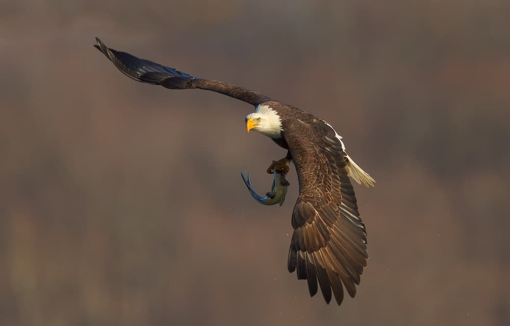 Eagle's Fish Catch by David Hua — canvas wall art