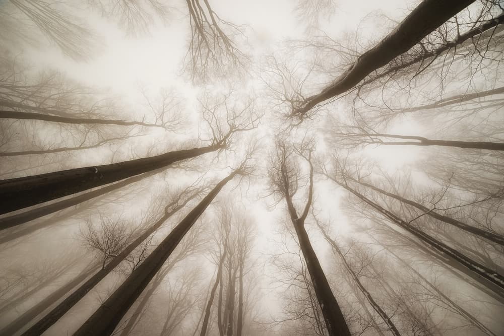Upward Forest Mystery by Igor Tinak — canvas wall art