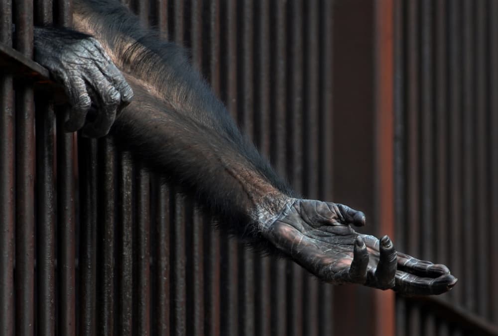Chimpanzee's Reaching Hand by Zoran Milutinovic — canvas wall art