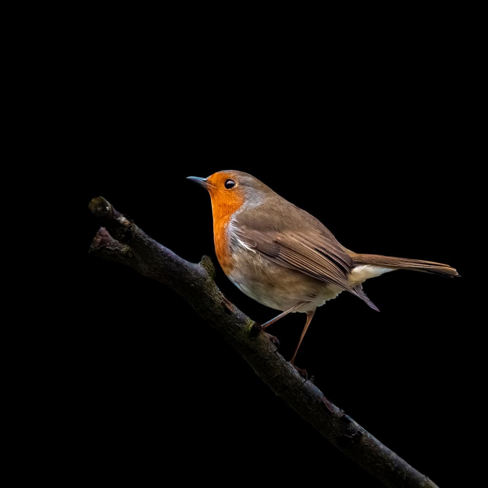 Vivid Robin Portrait by Hardik Pandya — canvas wall art
