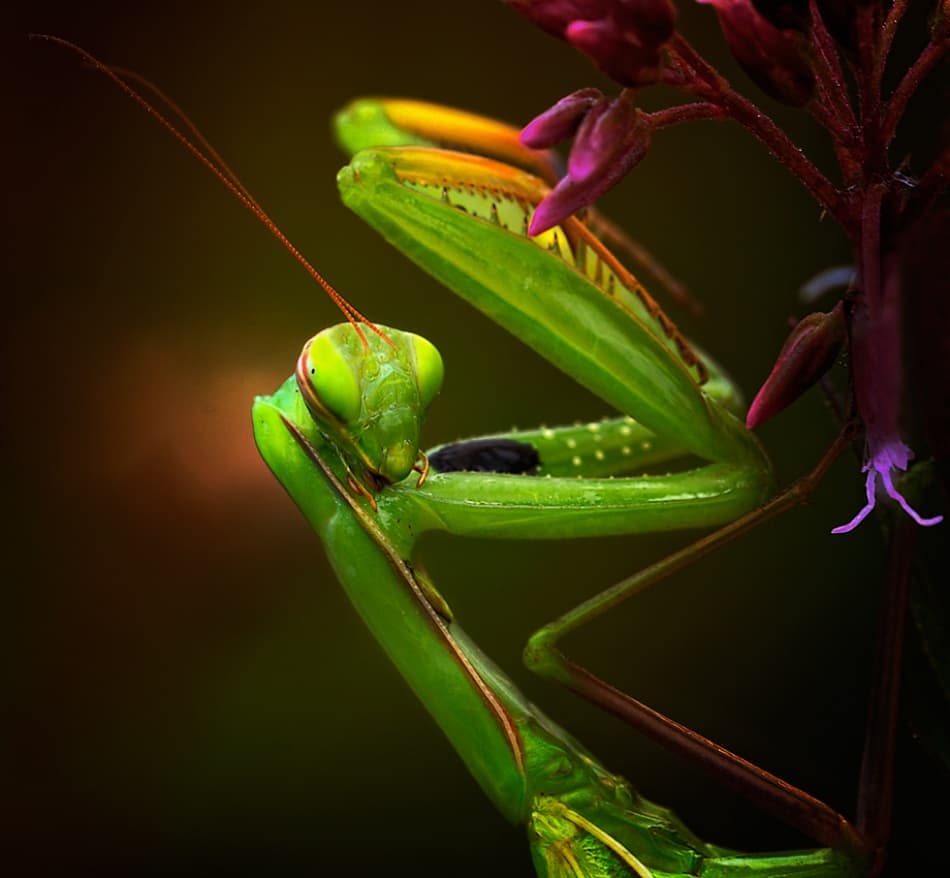 Green Mantis Gaze by Izidor Gasperlin — canvas wall art